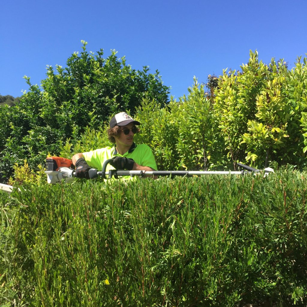 TipTop Gardens Adelaide Hedge Trimming